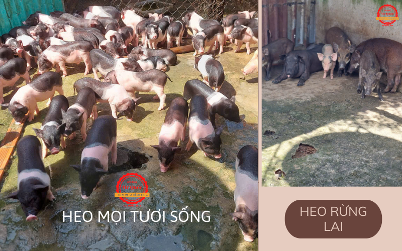Heo quay heo bằng rừng heo mọi chất lượng