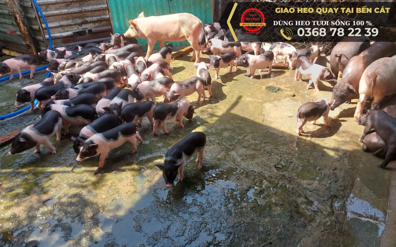 chỉ dùng heo tươi sống 100% khi khách đặt heo quay tại bến cát