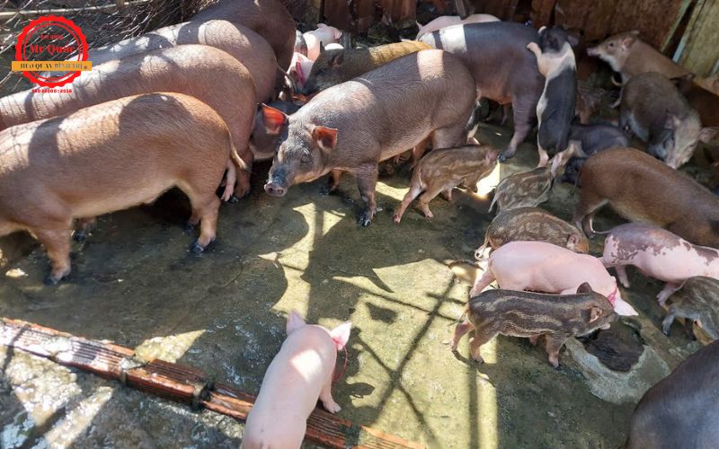 Heo Quay Bình Dương