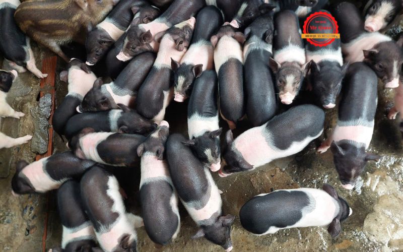 Heo sữa quay phường Tân Uyên