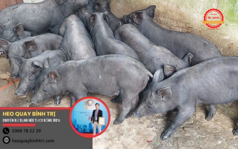 Heo Quay Phường Phú Lợi