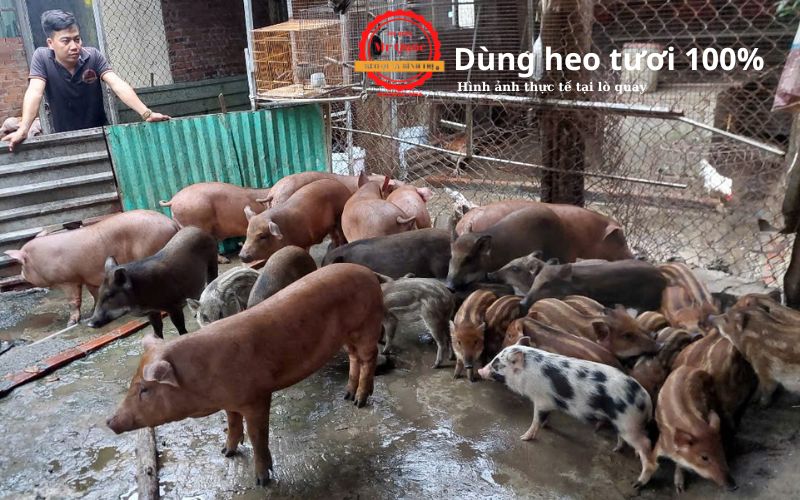 Dịch Vụ Heo Quay Giao Miễn Phí