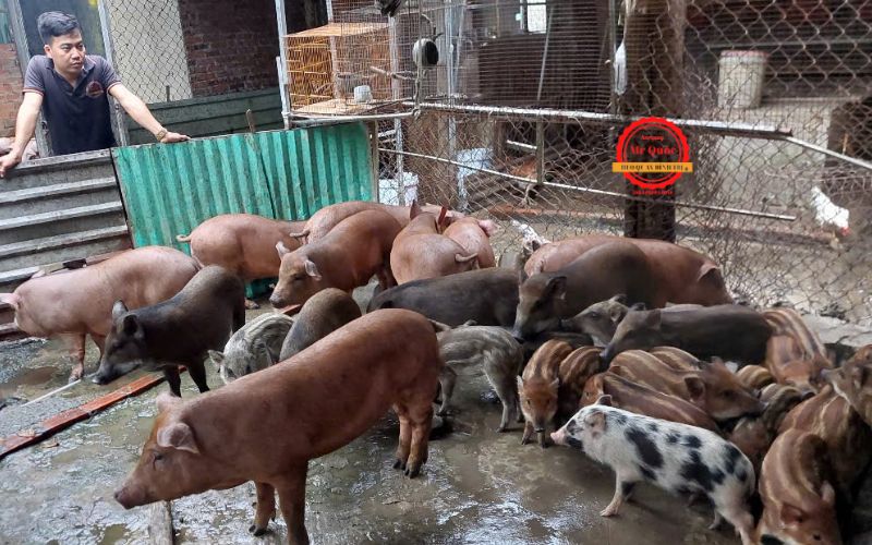 Giá Heo Quay Nguyên Con TPHCM Bao Nhiêu?