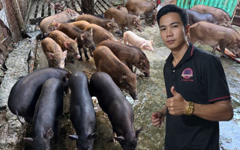 Heo quay Bình Dương