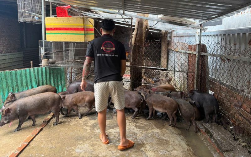 heo quay Bình Trị Mr Quốc