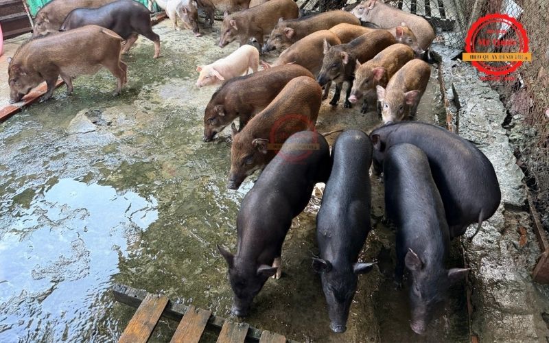 Heo quay cúng ở Dĩ An