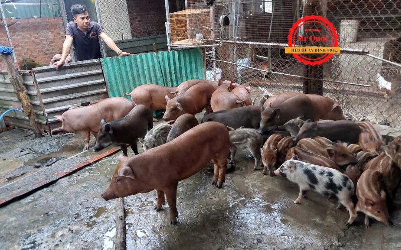 Heo Quay Nguyên Con 