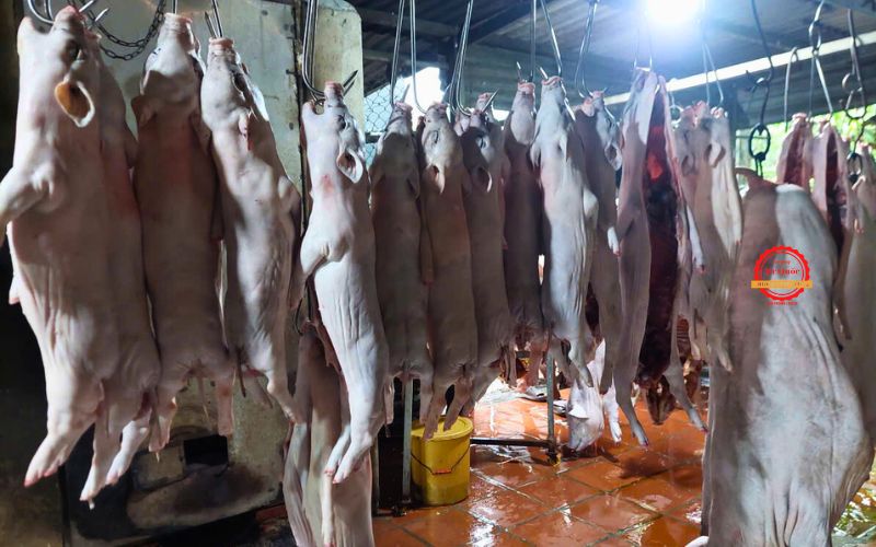 Heo Sữa Quay Ngon TPHCM 