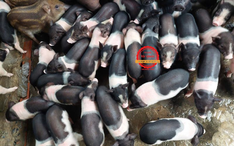 Heo Sữa Quay Ngon TPHCM 