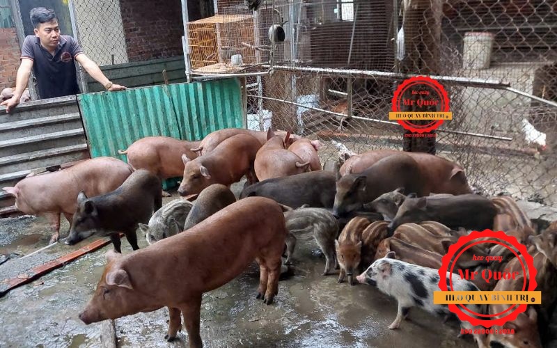 Heo Quay Đặt Online – Giải Pháp Tiện Lợi Cho Bạn