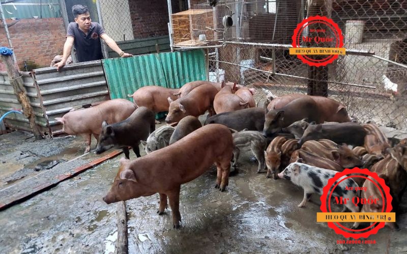 Bí Quyết Chọn Heo Quay Ngon